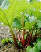 rhubarb