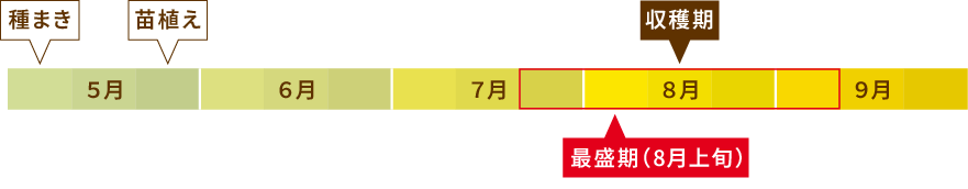 生産時期図表 8月上旬が最盛期