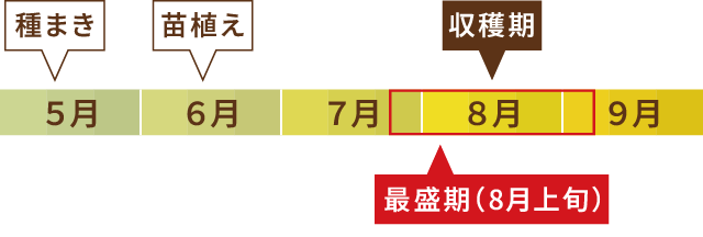 生産時期図表 8月上旬が最盛期