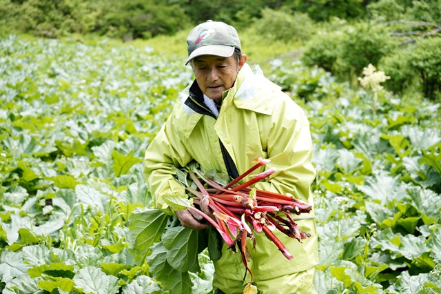 rhubarb2018_05_21_01