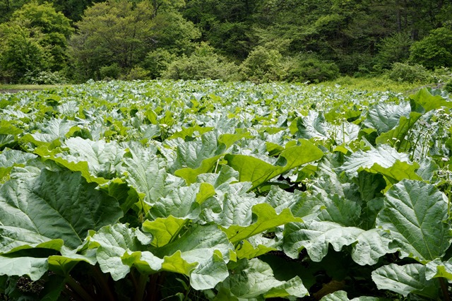 rhubarb2018_05_21_08