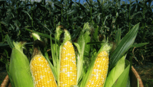 corn_field-nto64h5idq9r522elghlb55sgd7hk1ba4y2rhx19nm